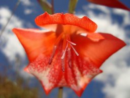 Gladiolus saundersii style branches